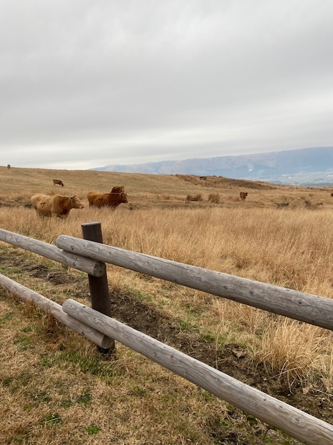 熊本県の赤毛和牛
