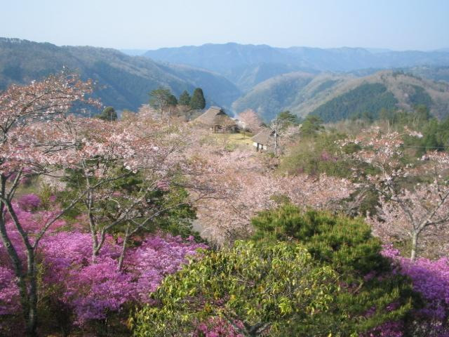 三休公園の桜の画像
