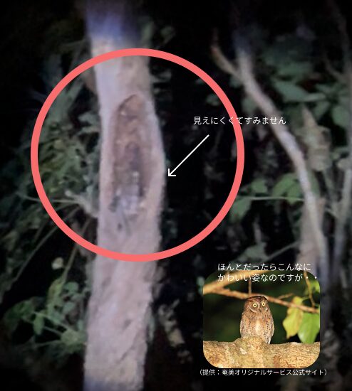 木の窪みにとまっているリュウキュウコノハズク