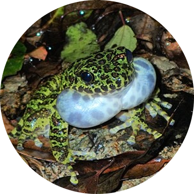 アマミイシカワカエル