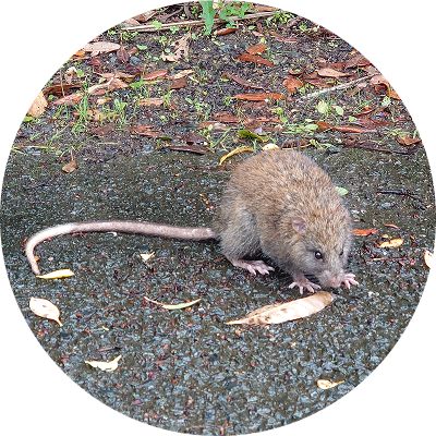 ケナガネズミ