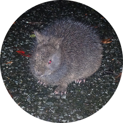 アマミノクロウサギ