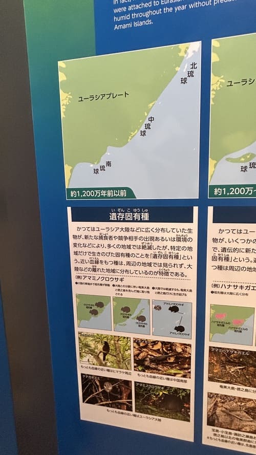 奄美の遺存固有種のパネル