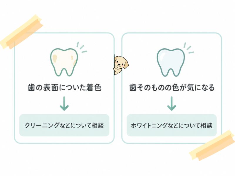 歯の見え方をわかりやすく図解にしています